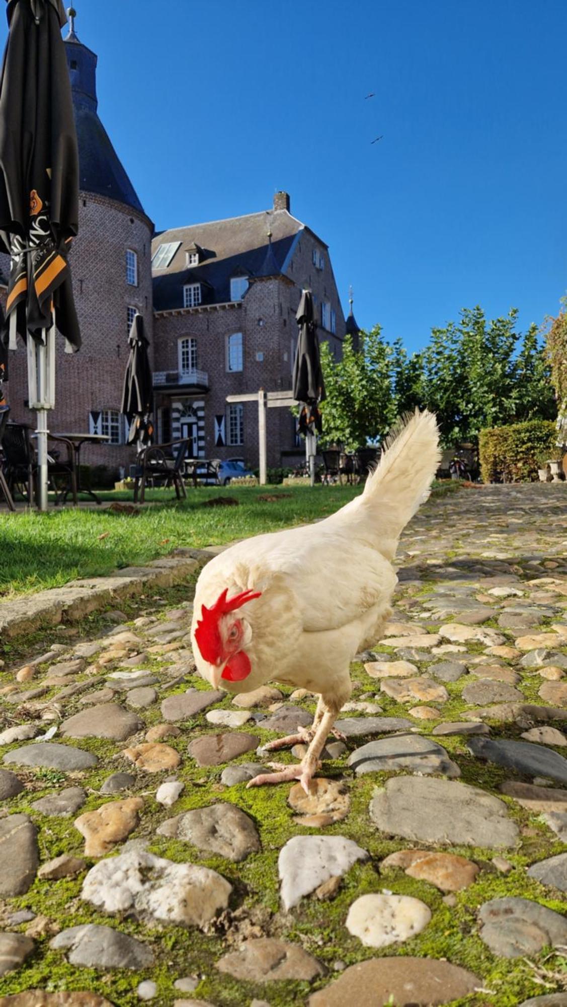 HaelenKasteel Aldenghoor住宿加早餐旅馆 外观 照片